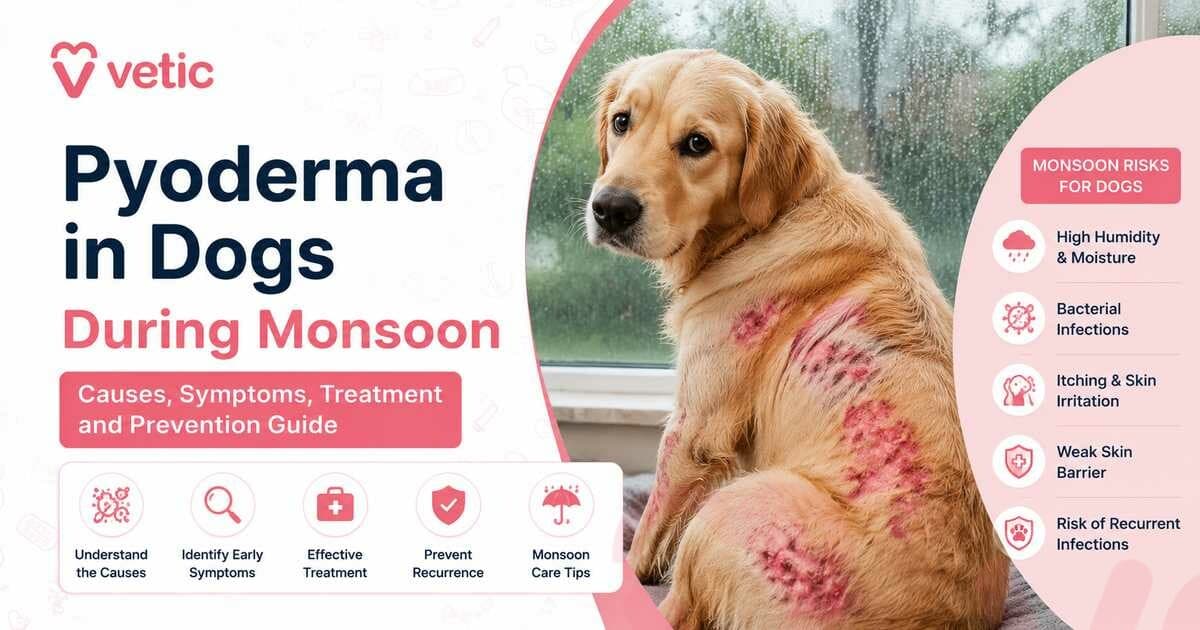Pyoderma in Dogs During Monsoon: Humidity-Triggered Skin Infections Every Pet Parent Should Know