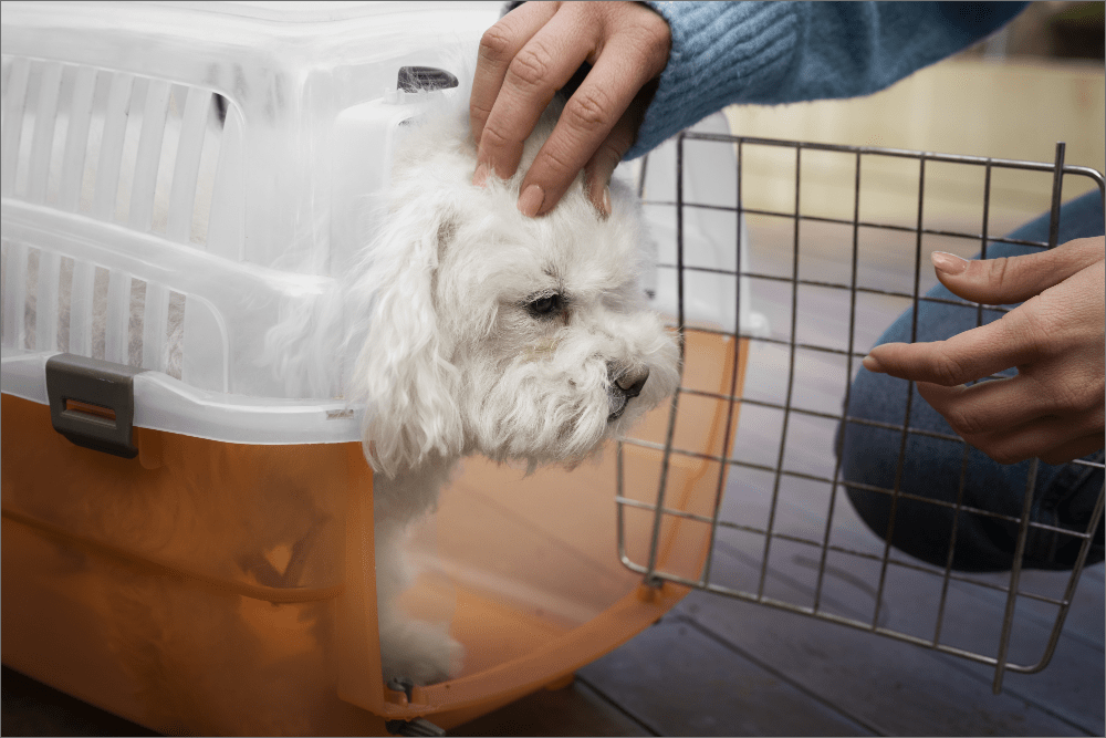 Puppy Carrier or bag for travel