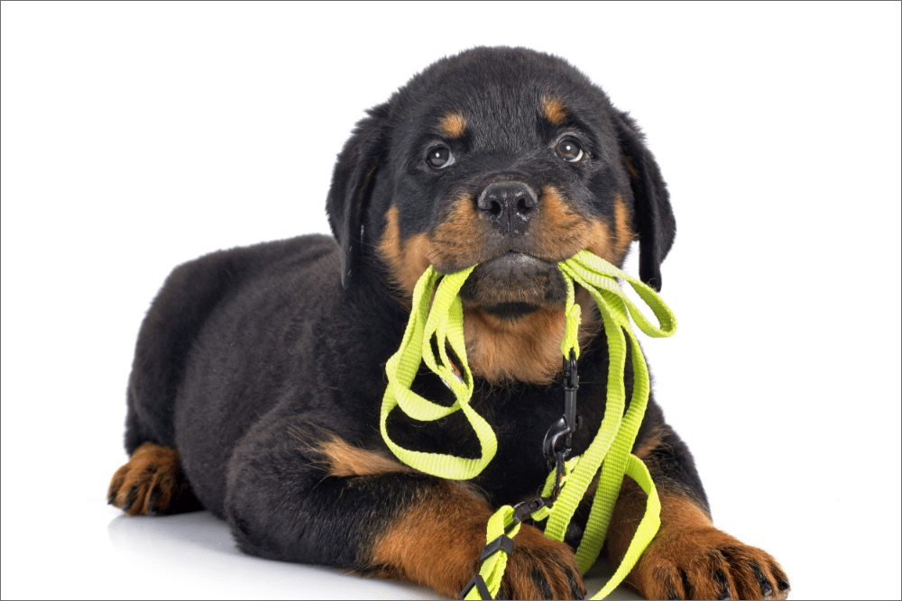 Picking the best leash and collar for your puppy