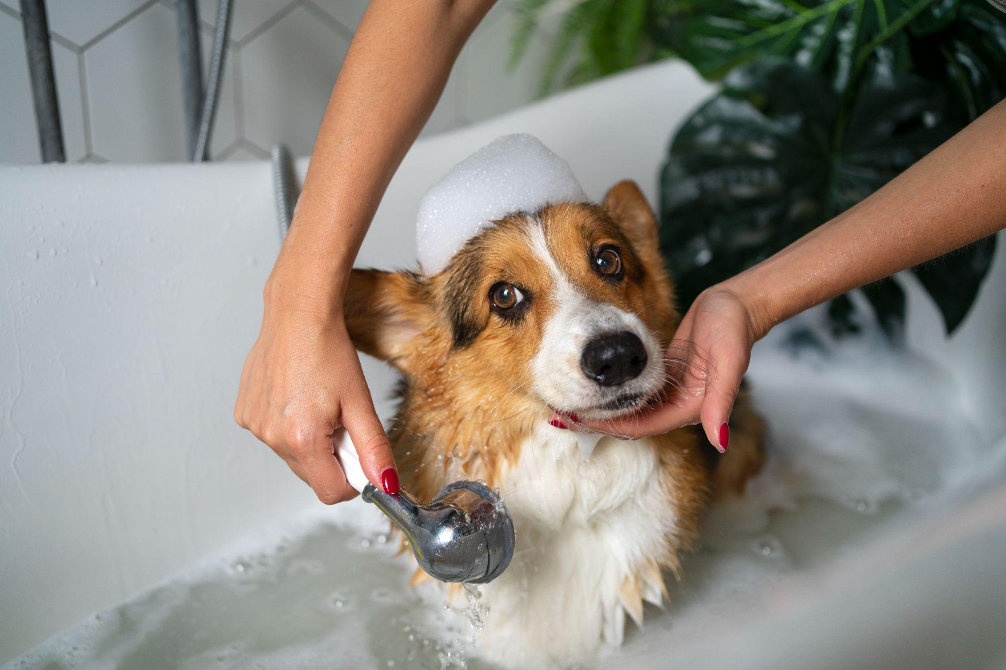 pet-bathing-spa-grooming