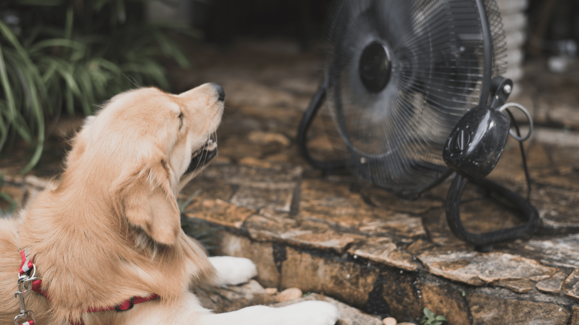dog in front of a fan
