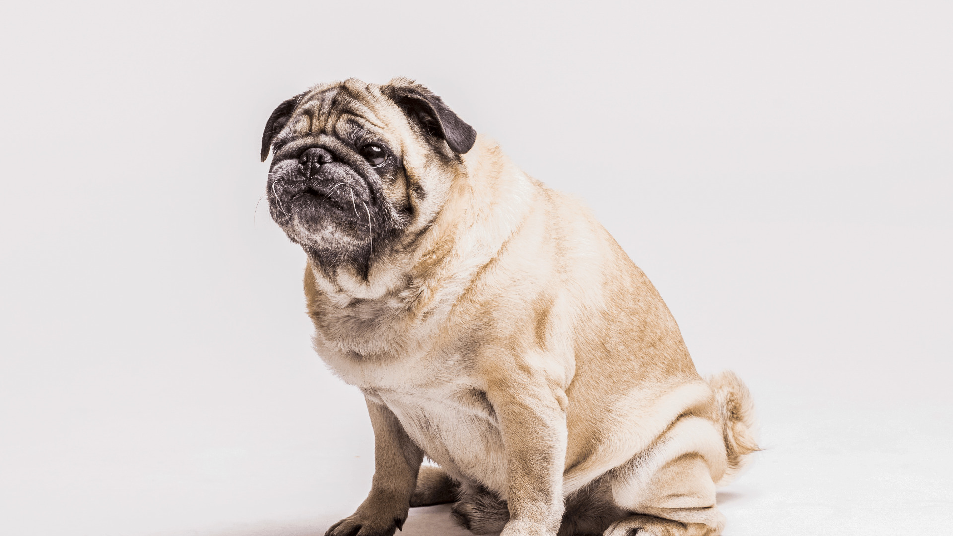 overfeeding always leads to weight issues in dogs