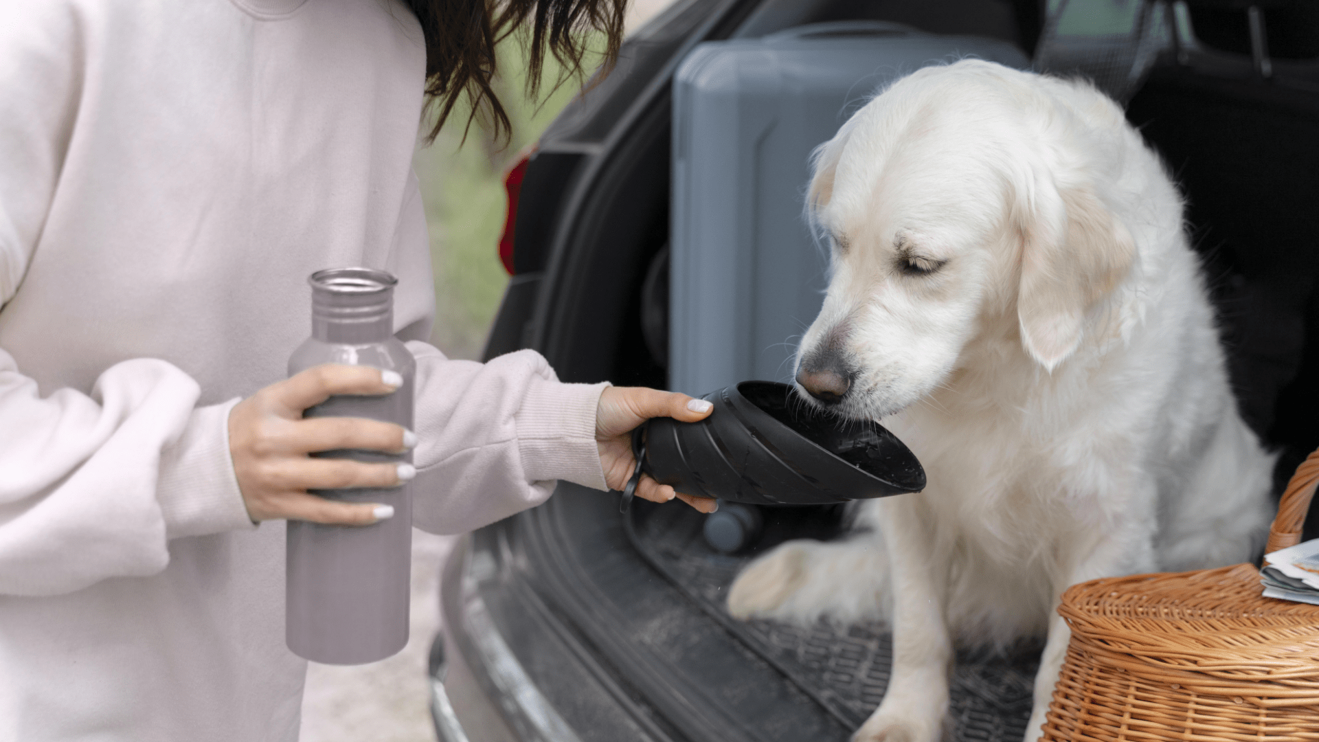 Give drinking water to your dog while travelling
