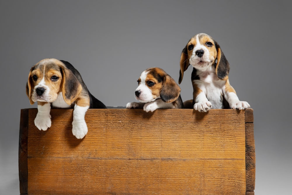 cute beagle puppies