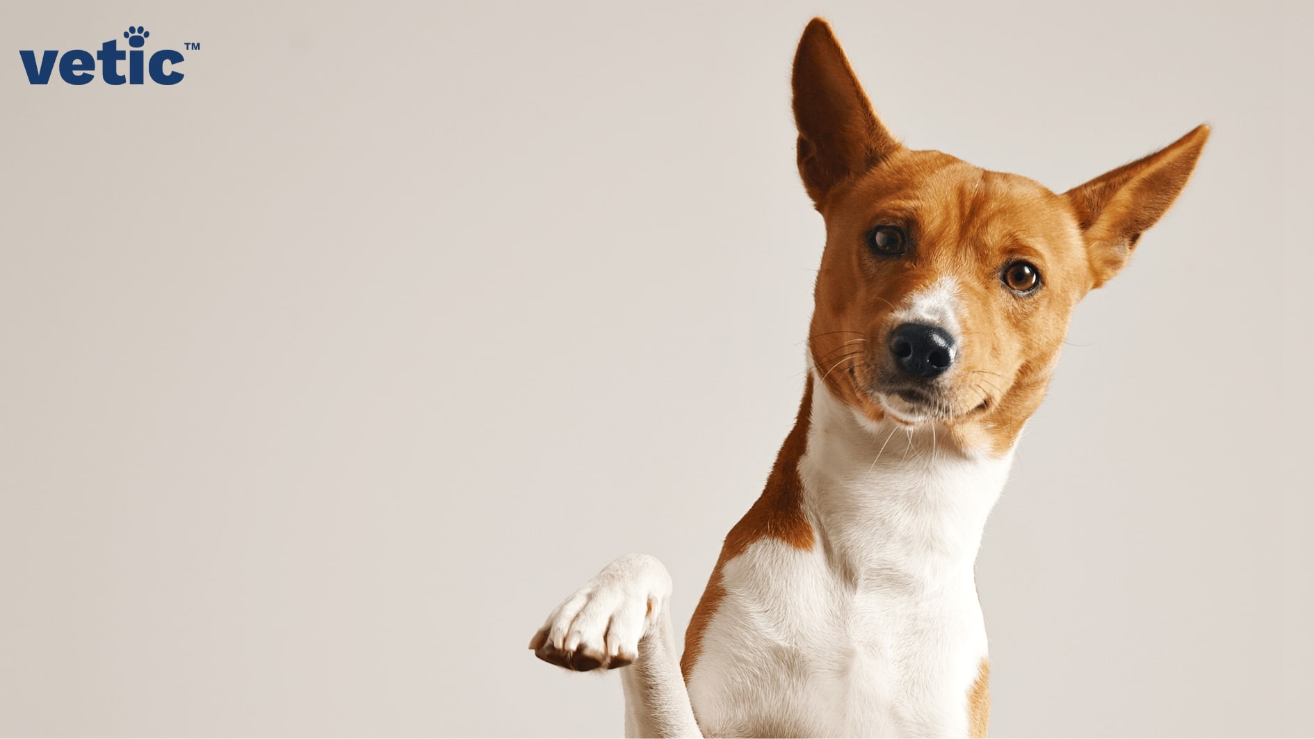 Why Does My Dog Urinate So Much? - My Pet Nutritionist