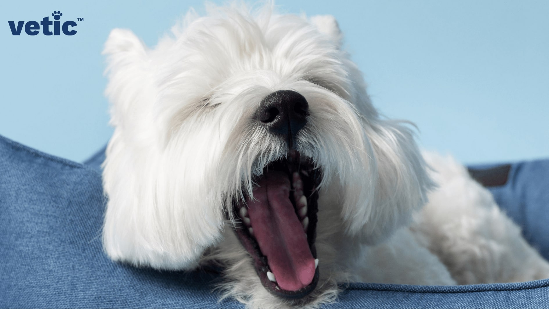 a dog yawning