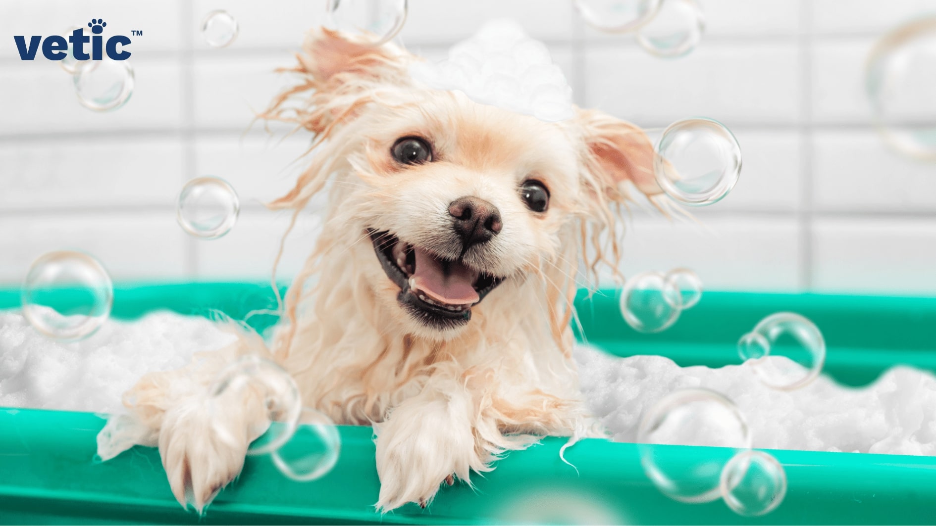 a lathered dog in a bathtub