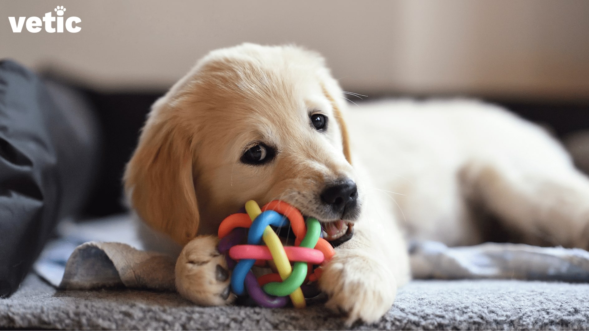 Puppy chewing chew-toy