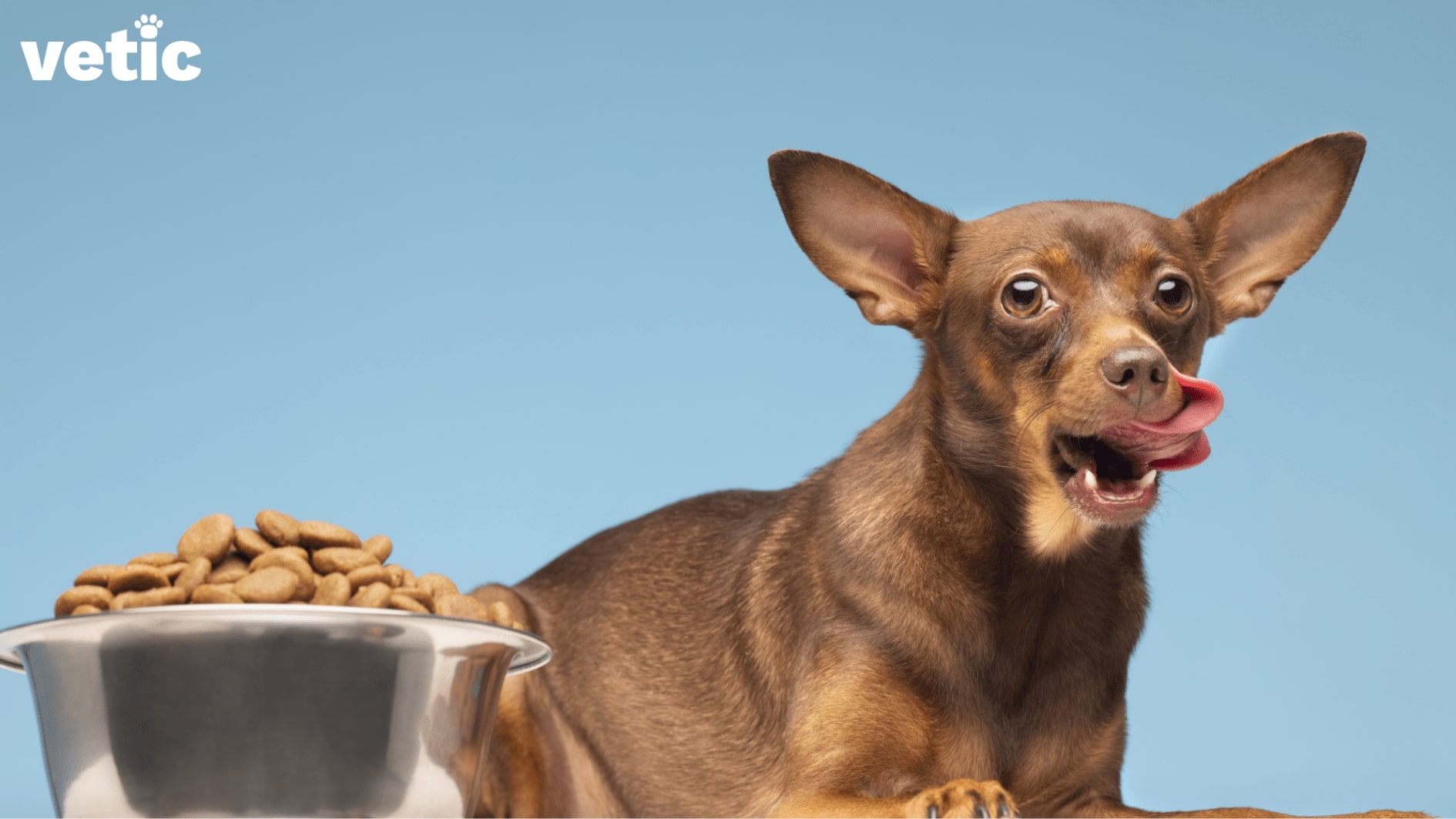 Dog with food bowl