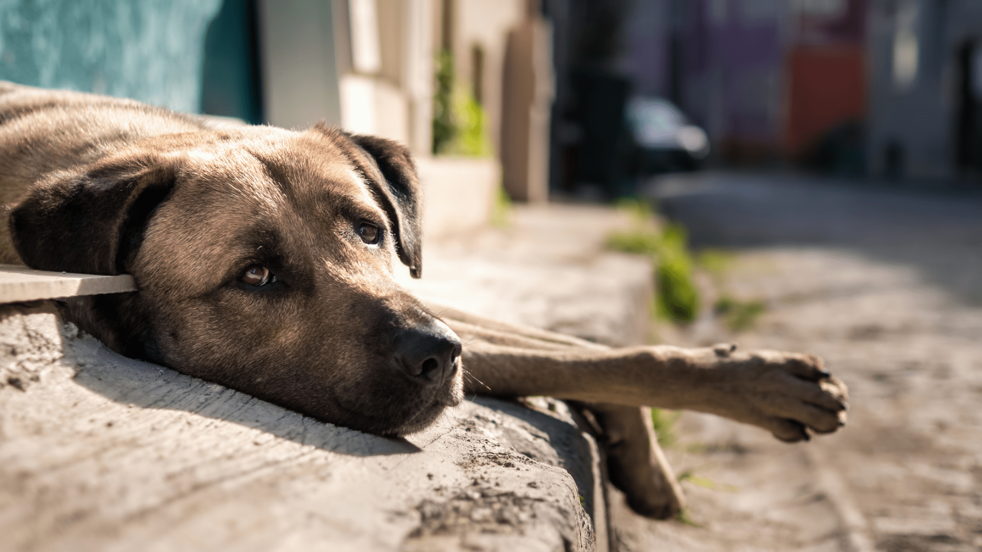 Heat Stroke In Dogs Signs Treatment And Preventive Measures Pet 