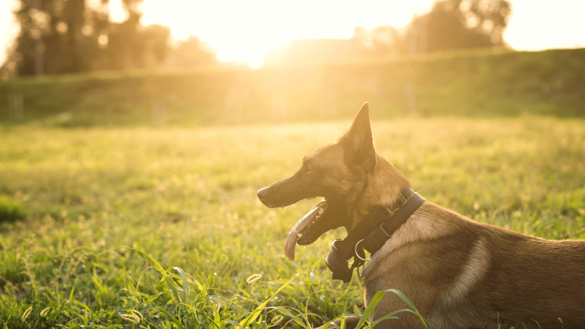 dog in the sunlight