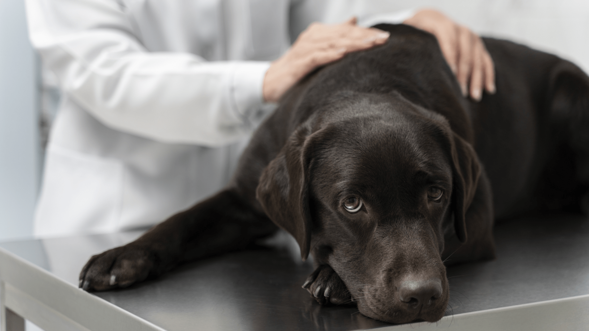 Black Labrador Retriever lying on the stainless steel examination table of the vet. The veterinarian is visible in the background wearing a white lab coat examining the dog's chest and abdomen with both hands. 