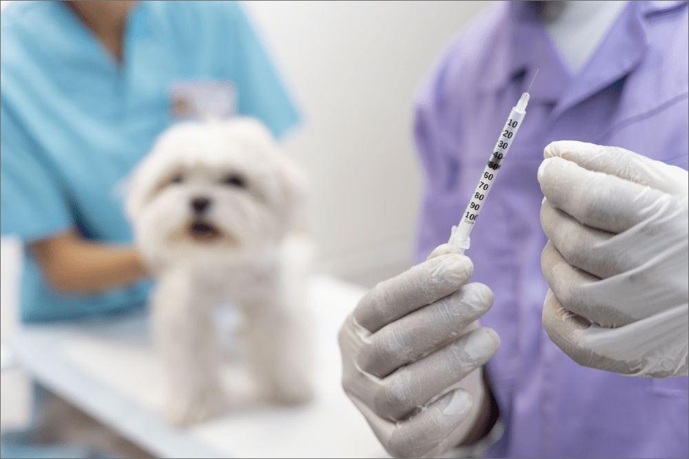 Myth About Dog Health: You Need to Vaccinate Dogs Only Once