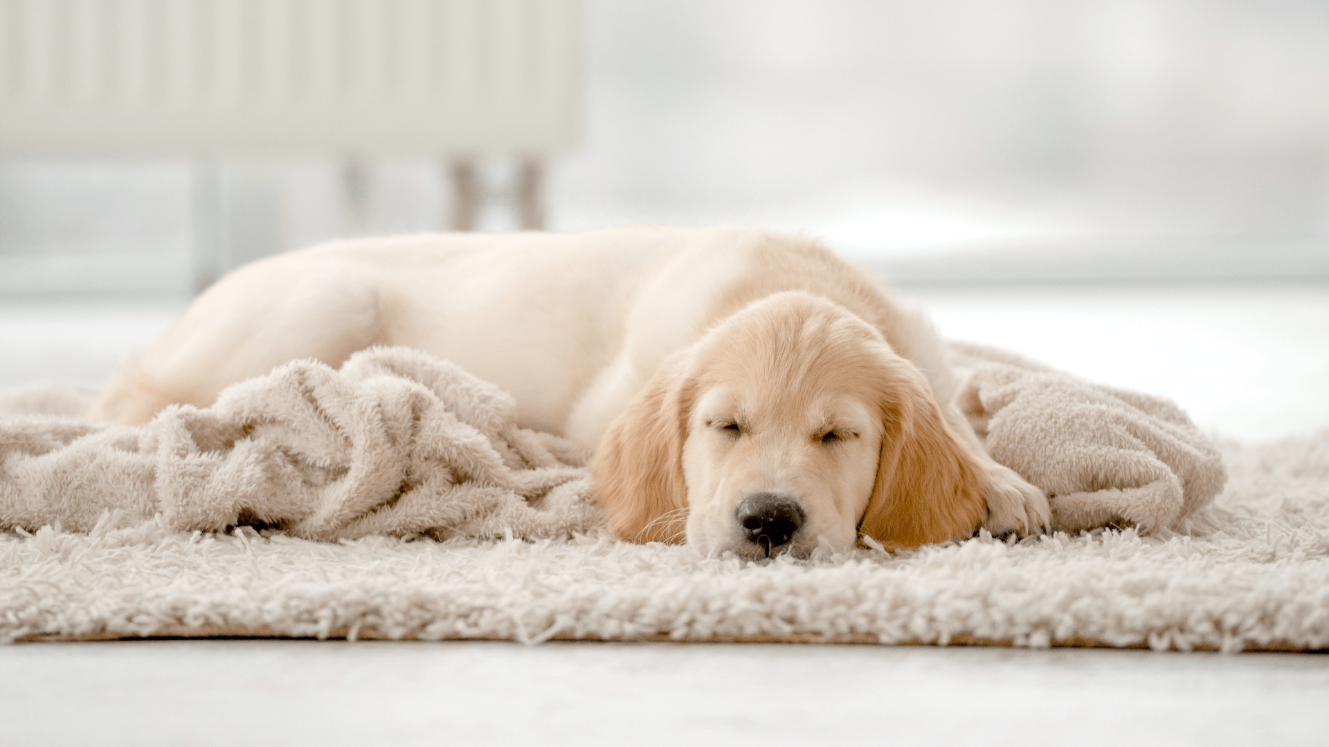 Dogs sleep more after pet surgery