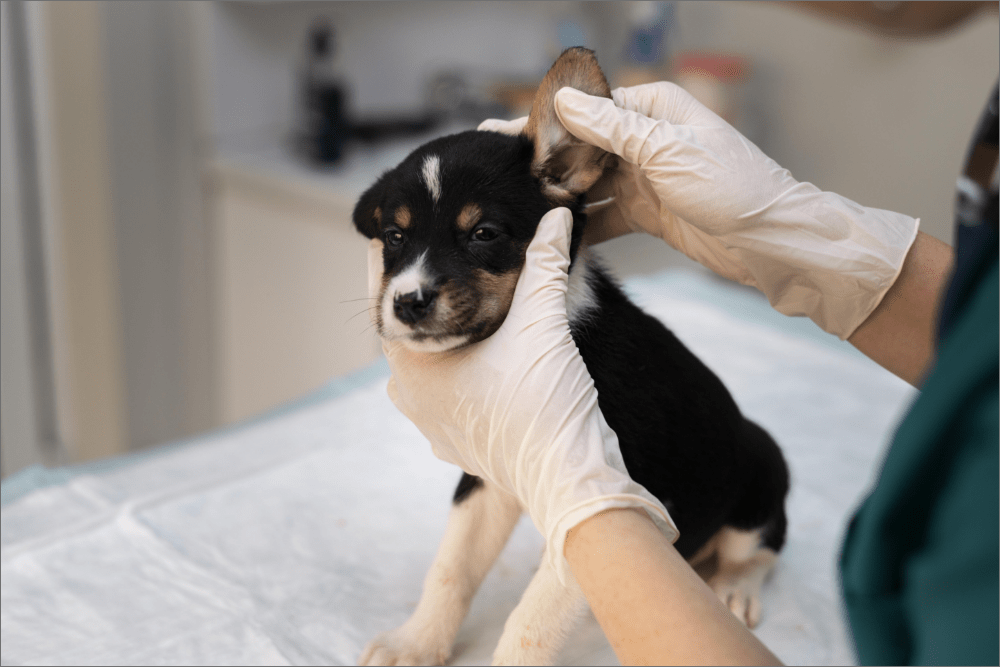 Frequent health check-ups of dogs