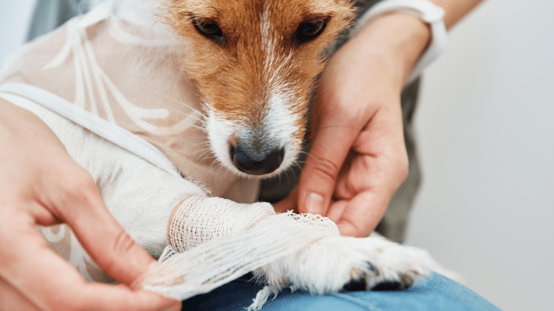 Pet surgery is stressful for animals and pet parents
