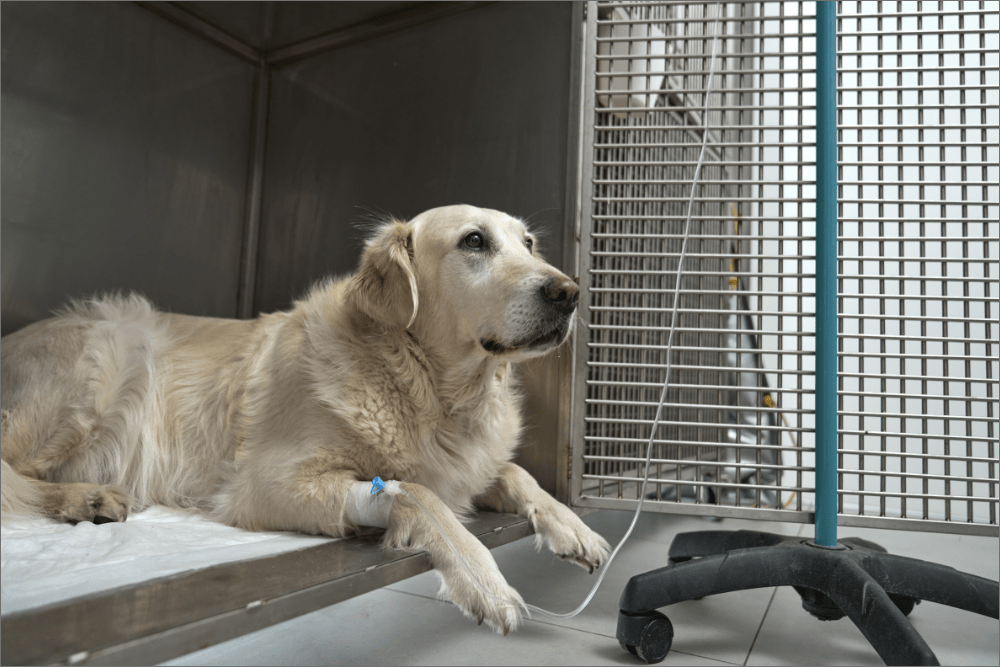 IV treatment for canine parvo