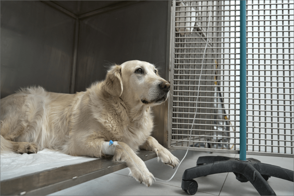 Image of a Golden Retriever adult dog in the IPD receiving IV treatment, by Vetic. There is no at-home remedy for parvo in dogs. Parvo in dogs cannot be cured by natural medicines. It requires proper diagnosis and prompt treatment, which often involves IV fluids and medication so as not to disturb the already sensitive stomach lining. 