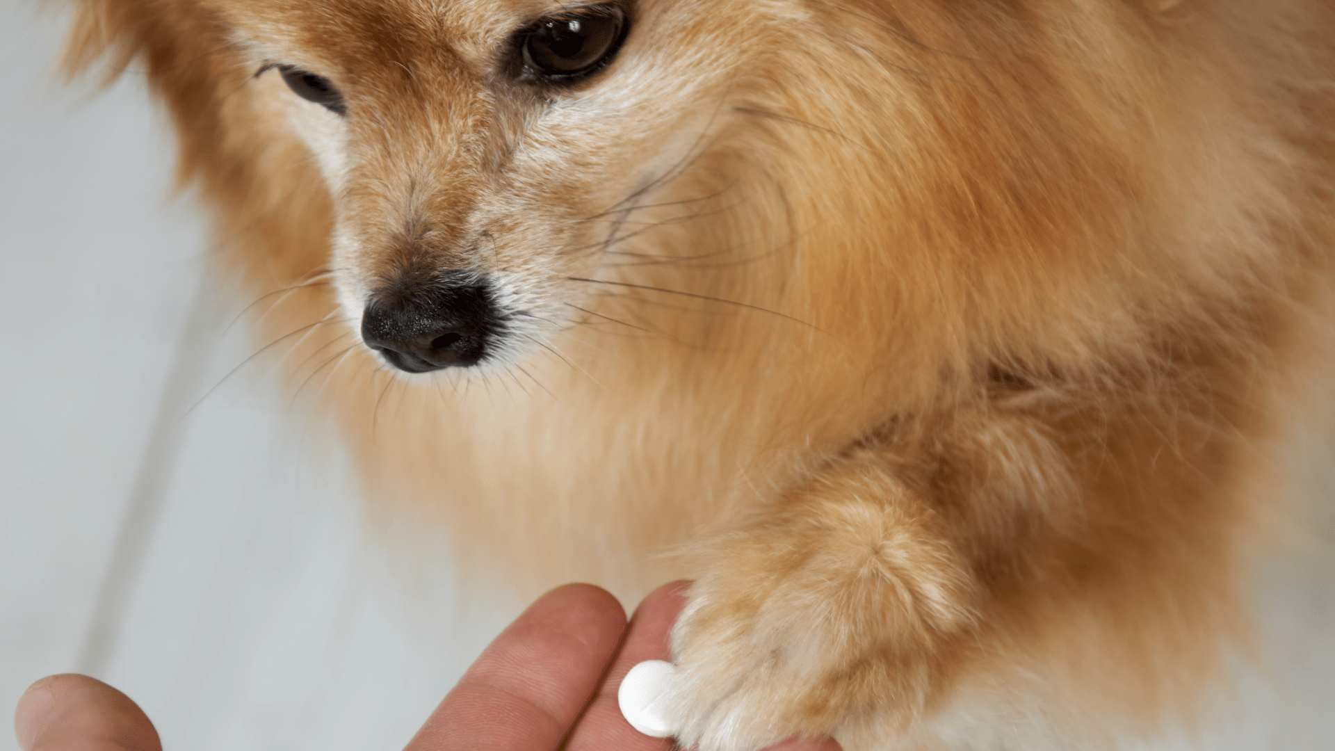 Pomeranian Spitz medicine