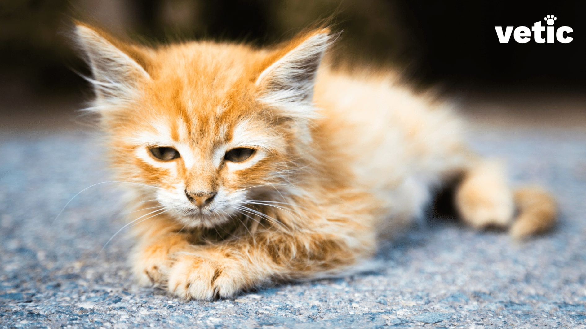 Orange tabby outdoor kitten looking sad and sick. Kittens are often susceptible to parasitic diseases such as haemoprotozoa