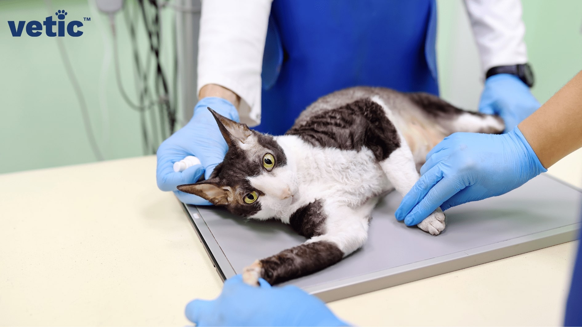 scared cat held on X-ray table by professionals wearing gloves