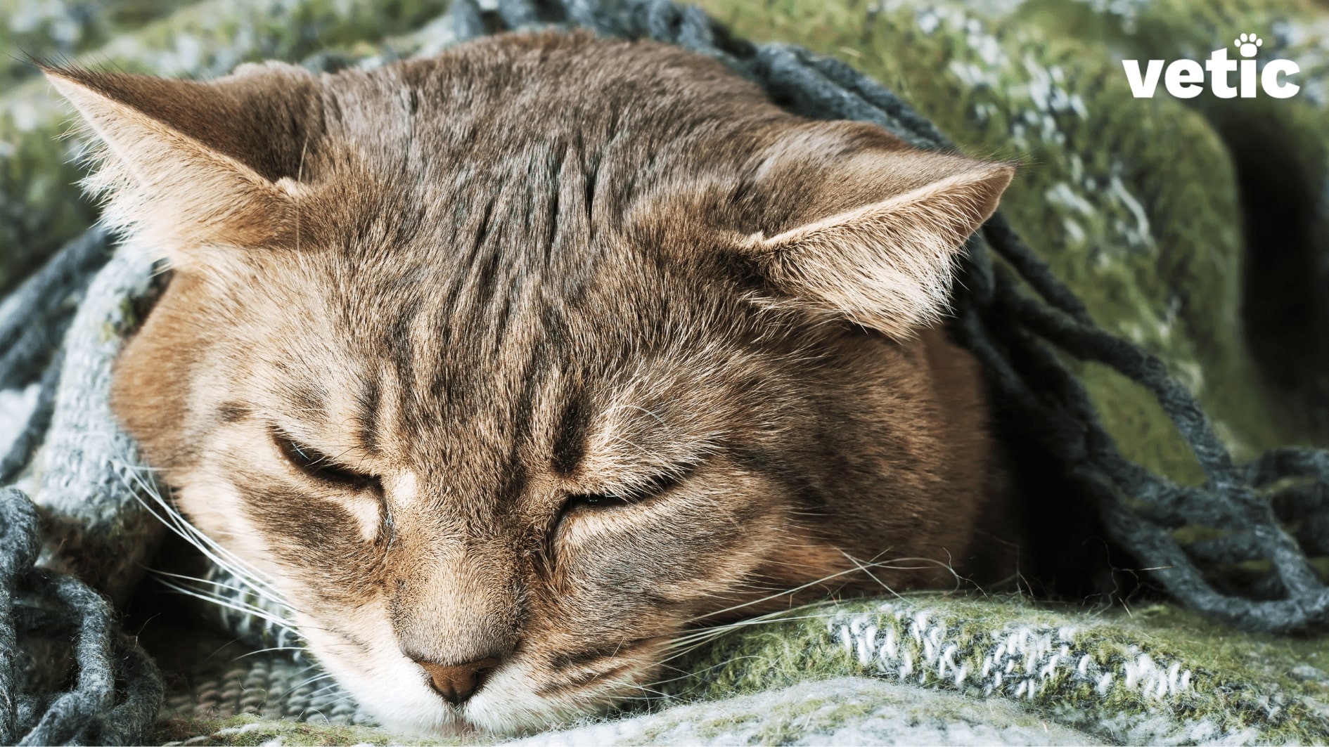 Mackerel cat sleeping under a green blanket with just head sticking out. Lethargy is a common sign of haemoprotozoa in cats