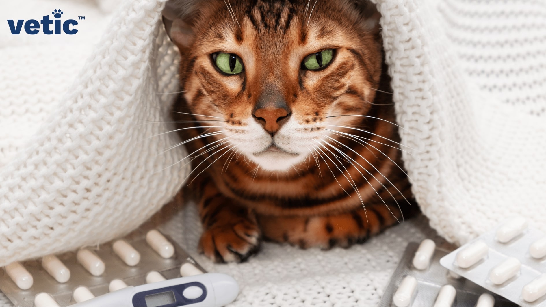 Marbled tabby under a white crochet blanket with thermometer and pills strewn in front. Do not give your cat human fever medication if the show signs of cough and cold in cats. 