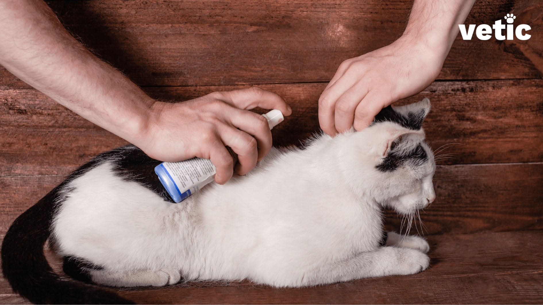 Two hands, one holding the black and white cat, and the other spraying a flea repellent on the cat's neck and back. Keep your cat free of fleas and ticks to reduce their risks of contracting haemoprotozoa in cats. 