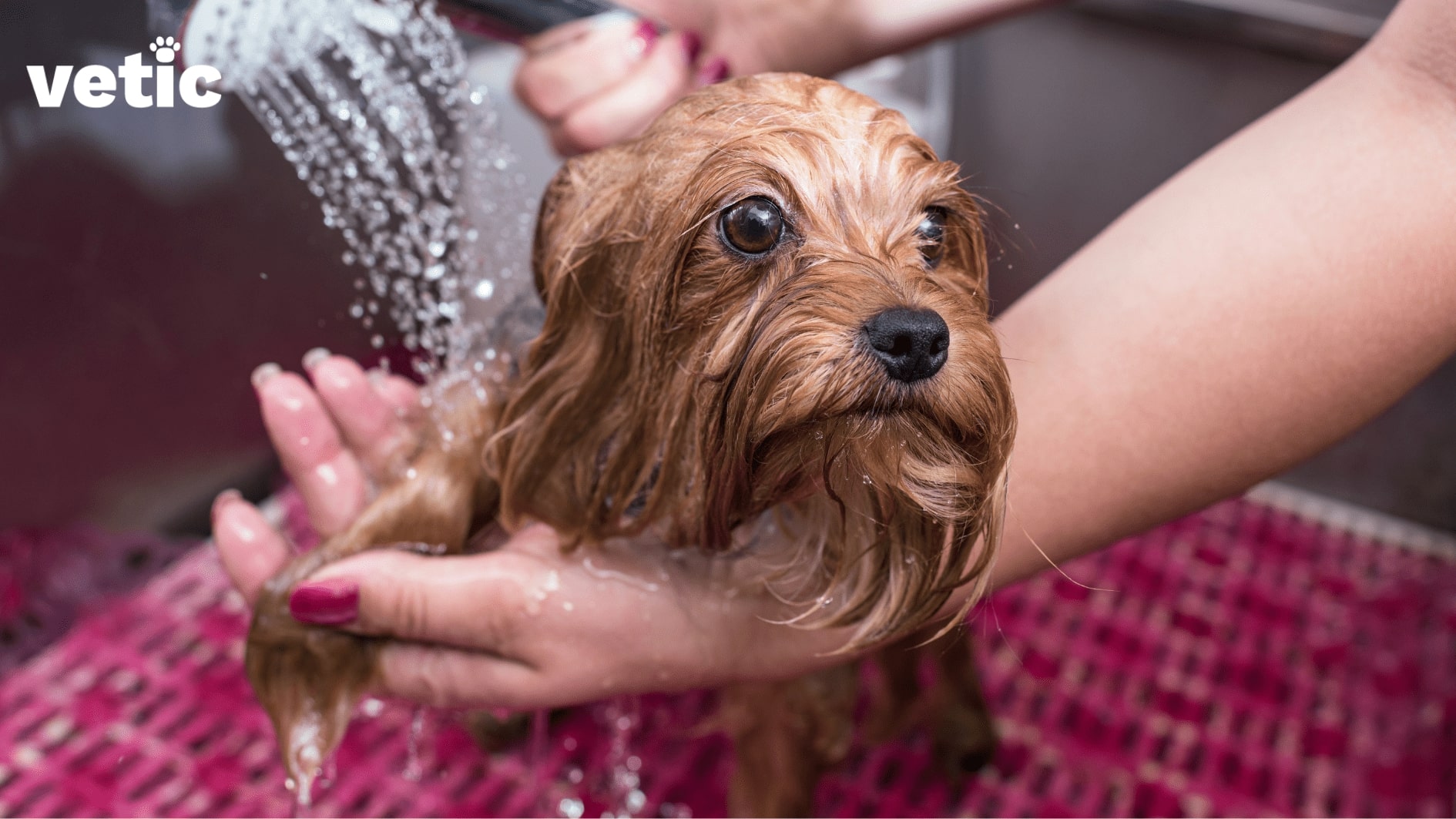 Dog being bathed with a hand shower