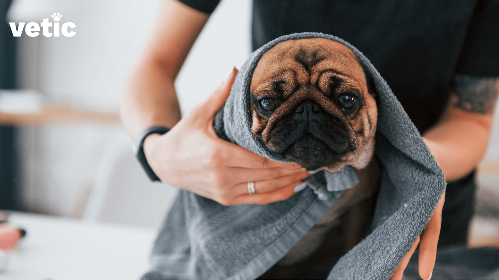 pug being dried with a grey towel after dog grooming services