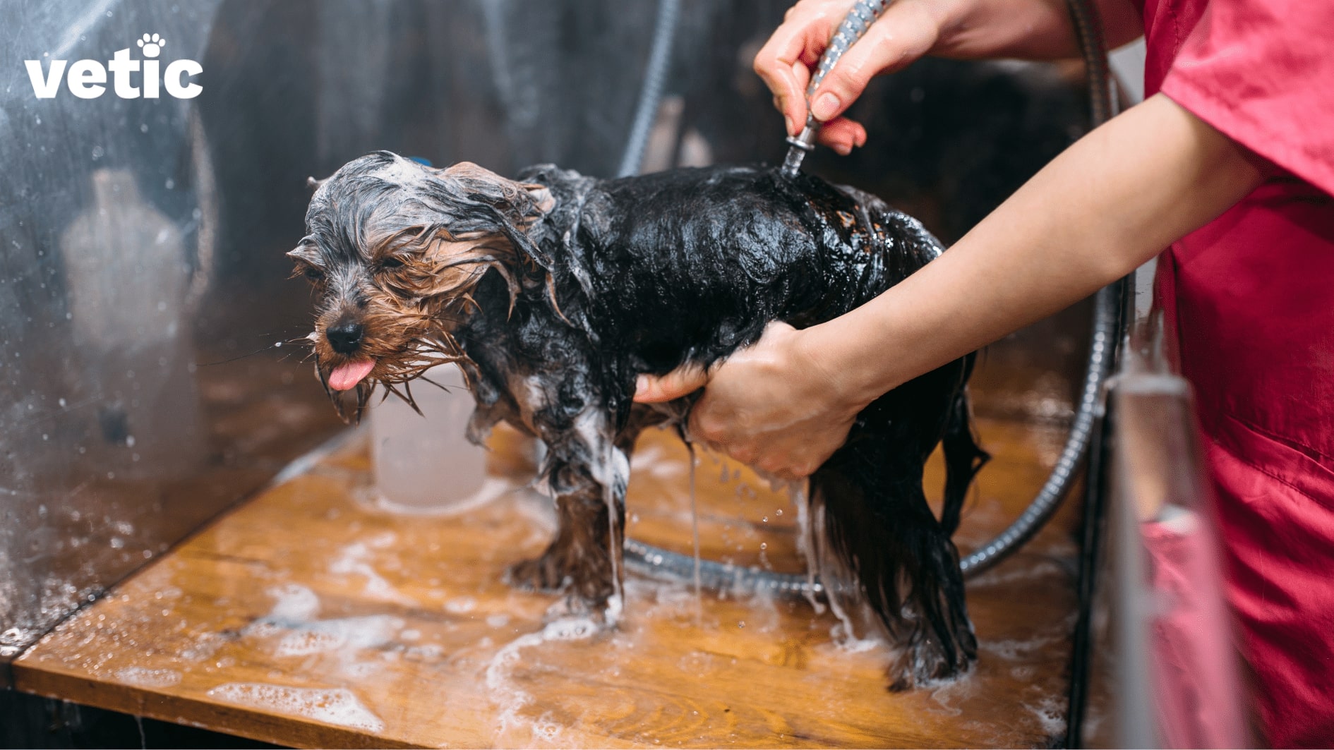 Shih Tzu being bathed by a groomer