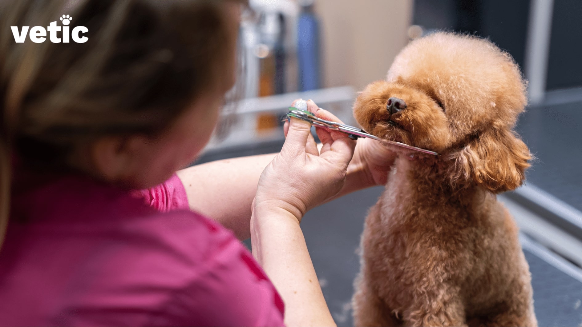 poodle receiving a trim around their face during their dog grooming appointment