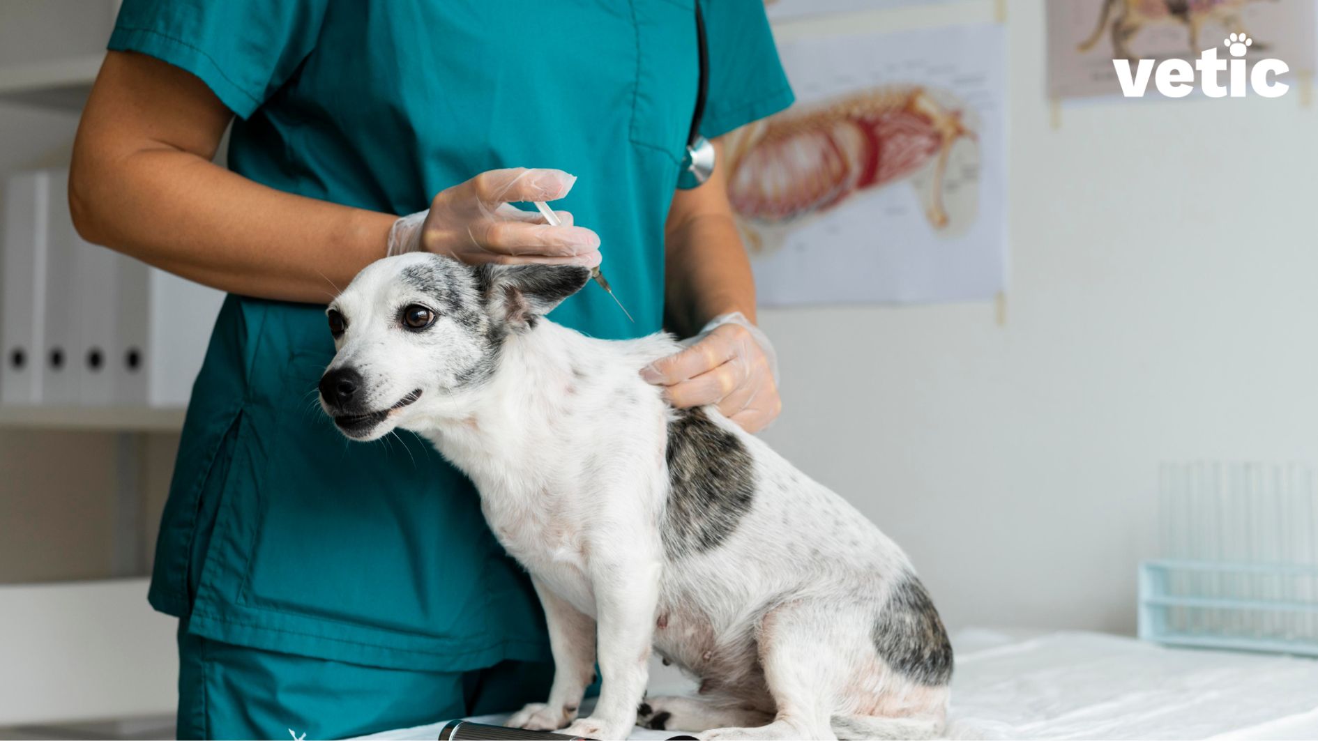 Essential Vaccines For Dogs And Puppies To Keep Them Safe