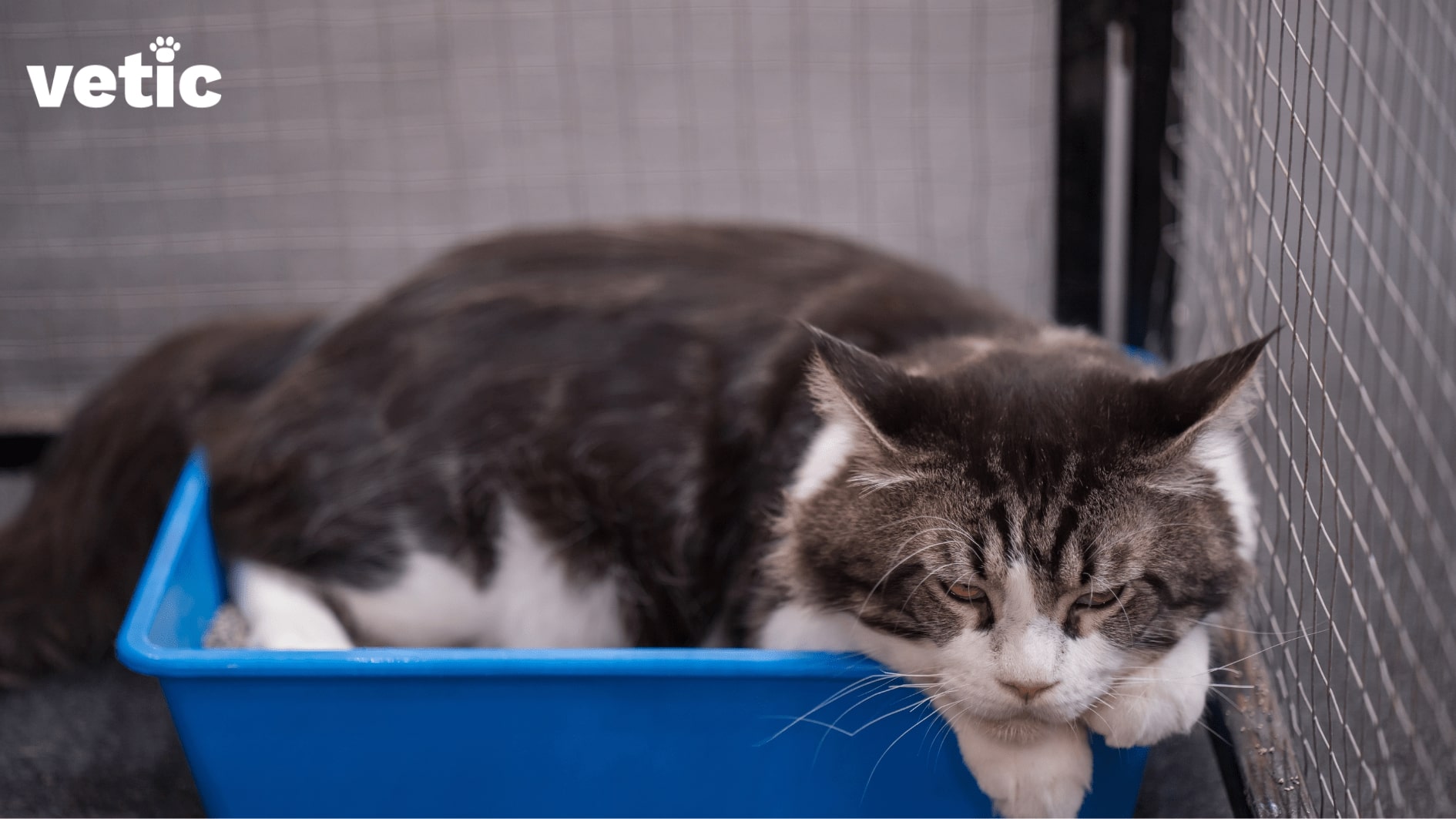 senior black and white tabby cat lying inside their litter box.