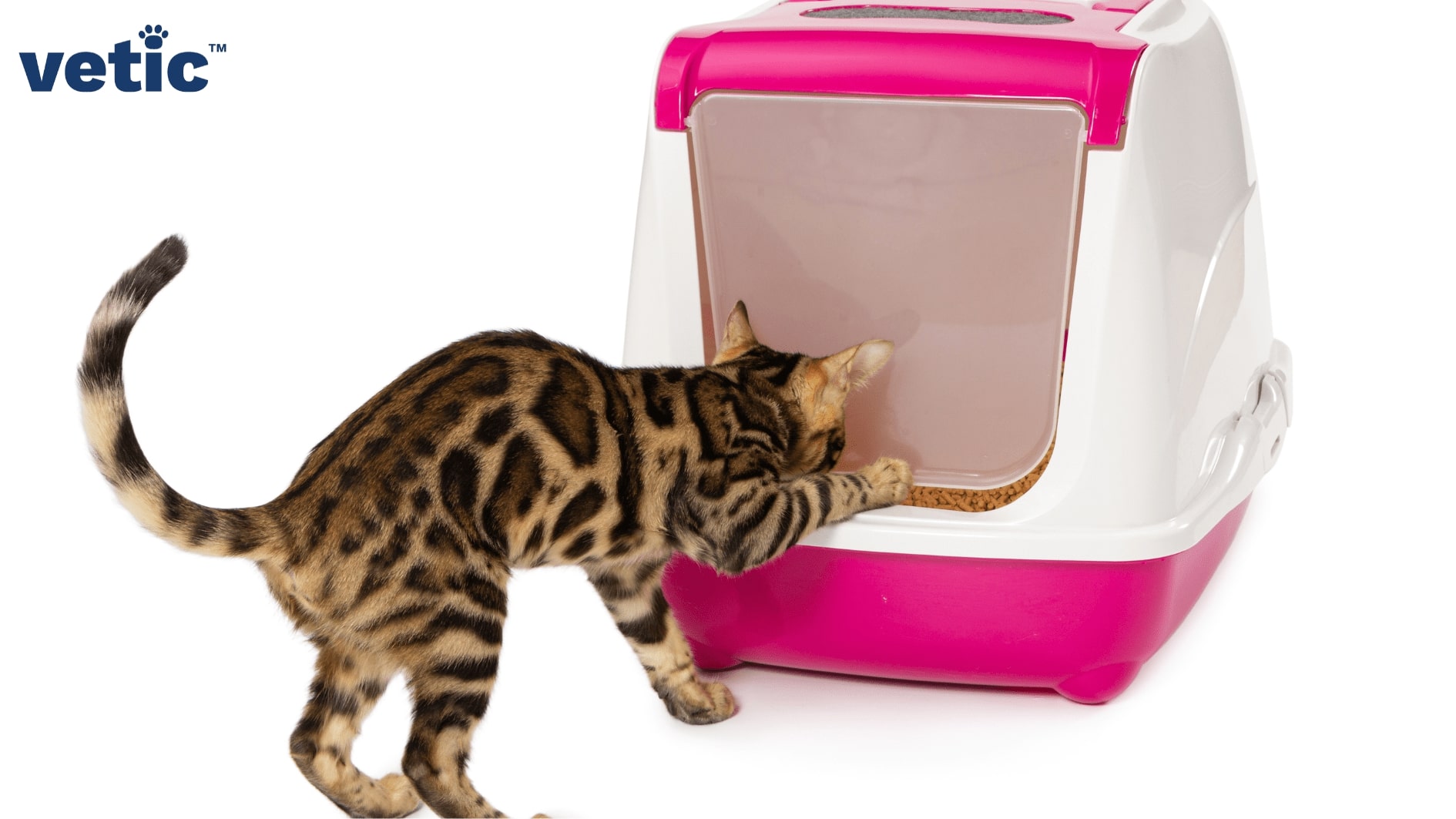 A Bengal cat entering a closed cat litter box through the front entrance.