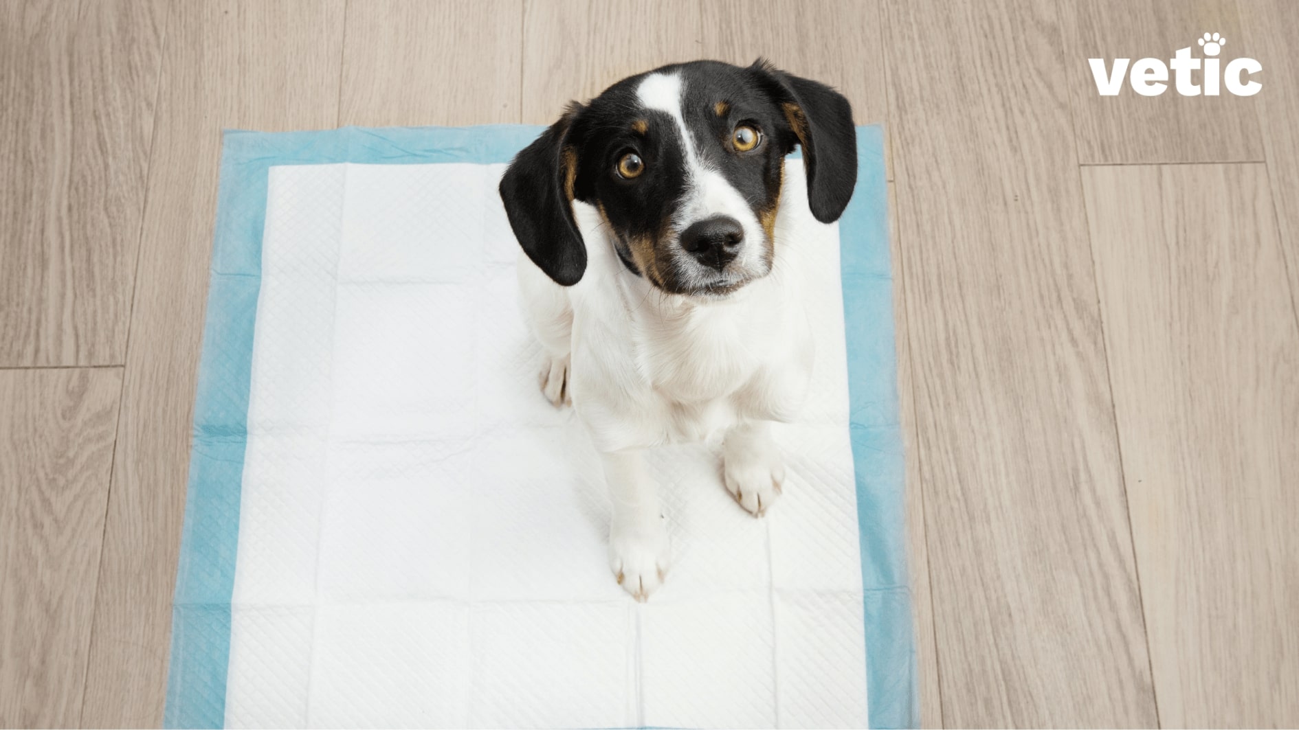 mixed breed puppy sitting on a puppy pee pad. pee pads are integral parts of every travel packing while travelling with your dog.