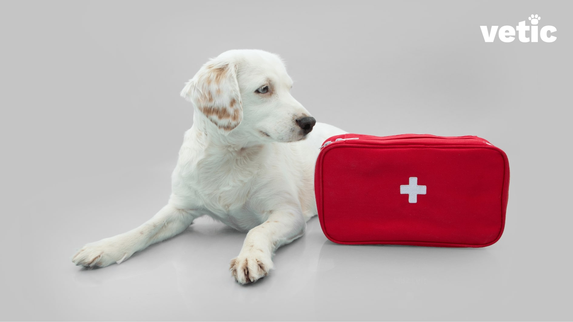 white mixed breed dog sitting beside a red first-aid medicine bag with a white cross in the middle. keeping first-aid handy is very important while traveling with your dog.