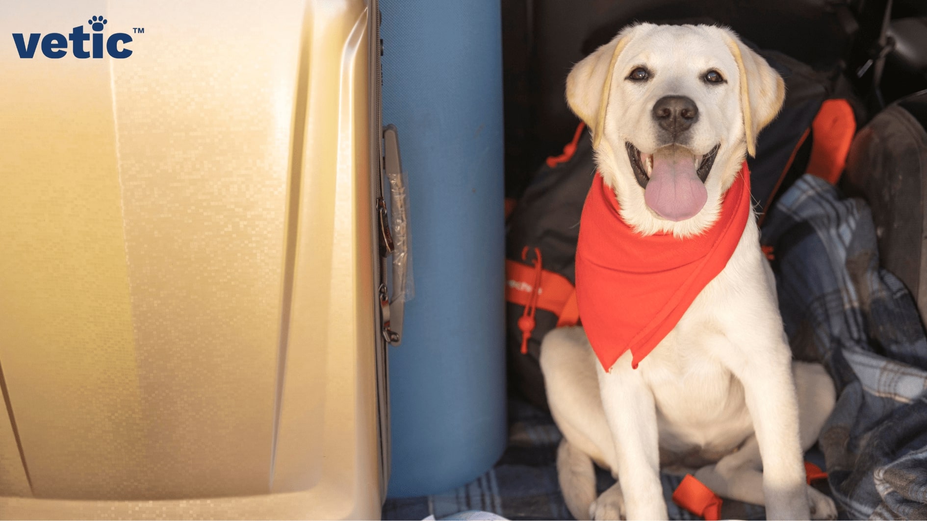 adult labrador retriever wearing a red bandana, sitting beside two suitcases.