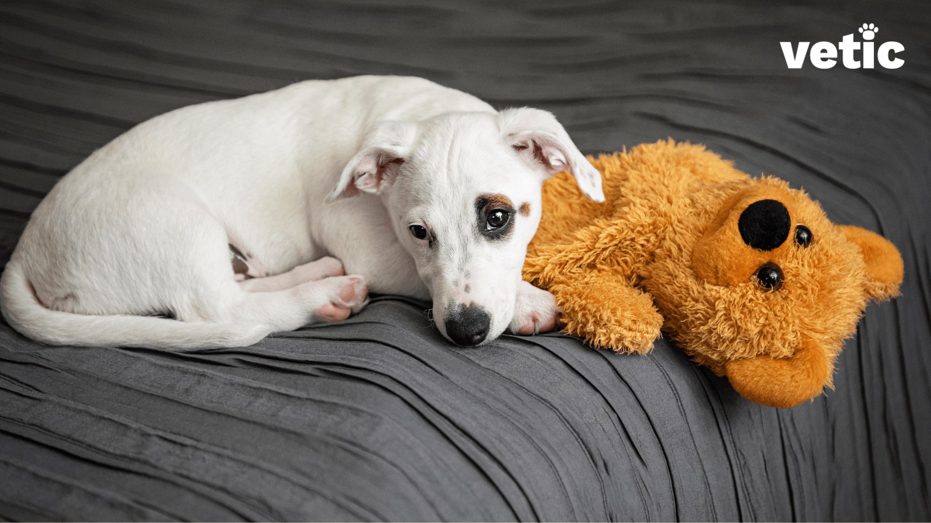 Dog lying on bed with his comfort teddy. Lethargy can be a sign of CKD in dogs