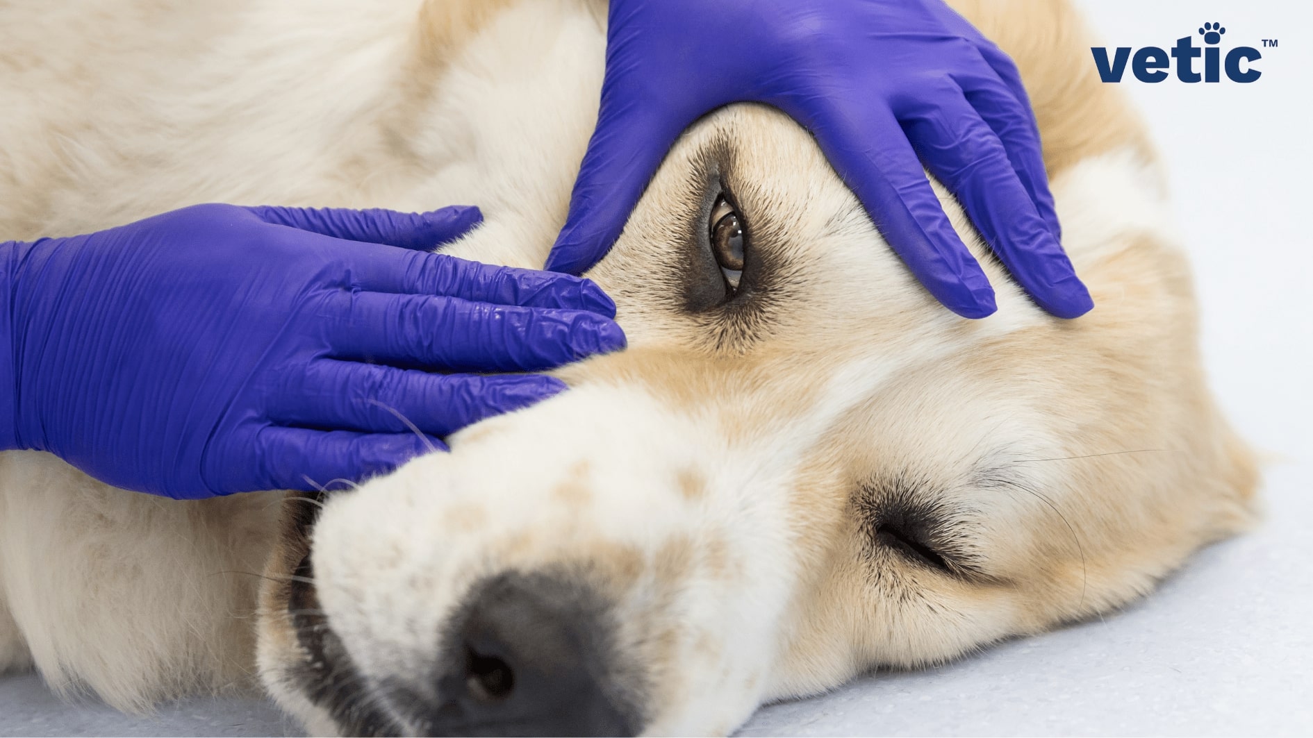 Acute Kidney Injury And Chronic Kidney Disease In Dogs
