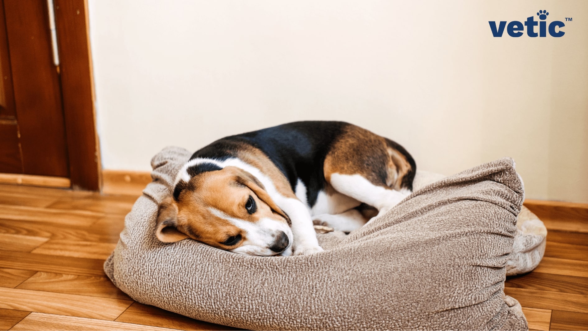 beagle lying down sideways on a dog bed. low energy levels can be a sign of CKD in dogs
