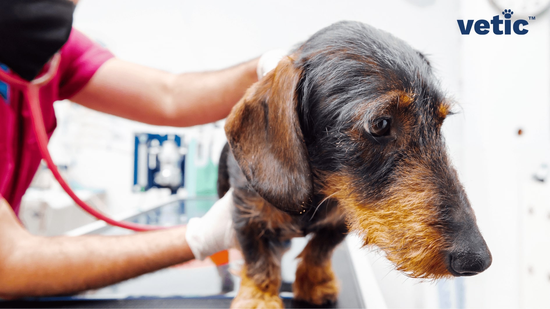 long-haired Dachshund undergoing physical checkup with a stethoscope at a veterinary clinic.