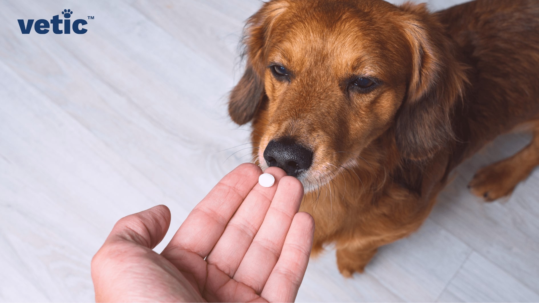 Hand offering a tablet to a mixed breed dog. human medicine toxicity can be a source of common injuries in dogs