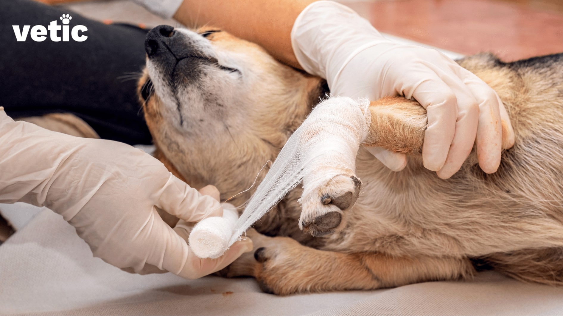Dog's forehand being bandaged by someone wearing gloves. Muscle and joint injuries are common in dogs living alone.