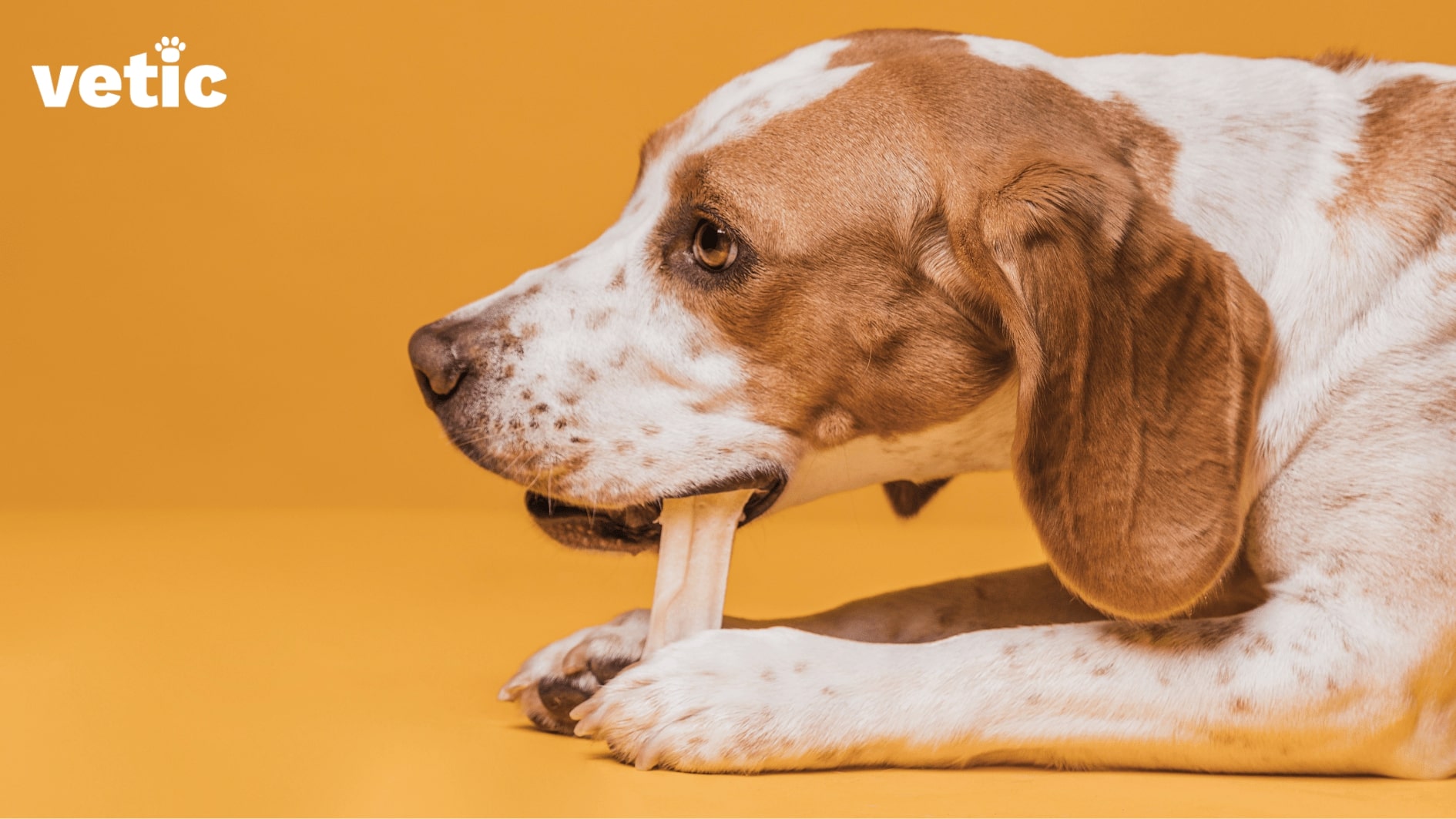 a small-breed dog holding a chew-bone between the front paws and gnawing on it. Gnawing can remove plaque and improve dog's teeth health.