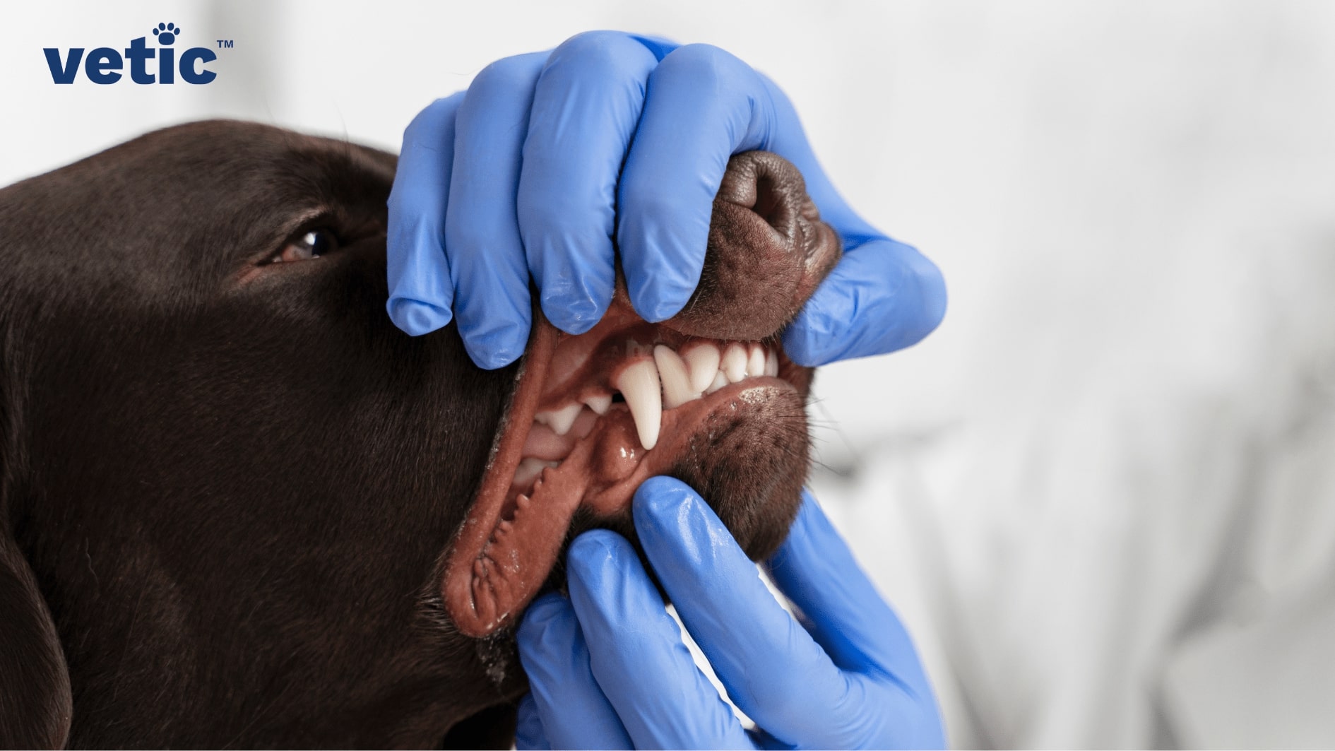 gloved hands slightly lifting the lips of a brown Labrador retriever to expose the dog's teeth.