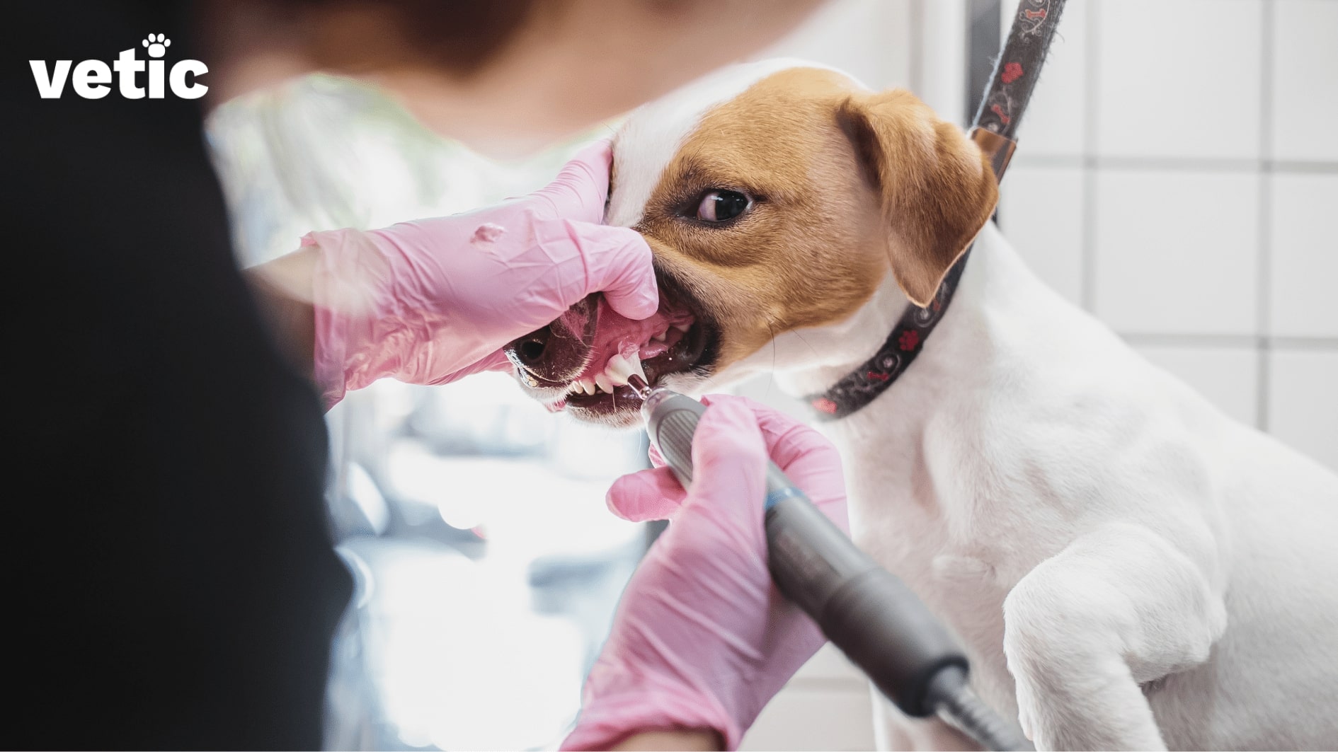 small dog, likely a Jack Russell Terrier getting their teeth cleaned professionally with a scaling tool specifically designed for dog's teeth.