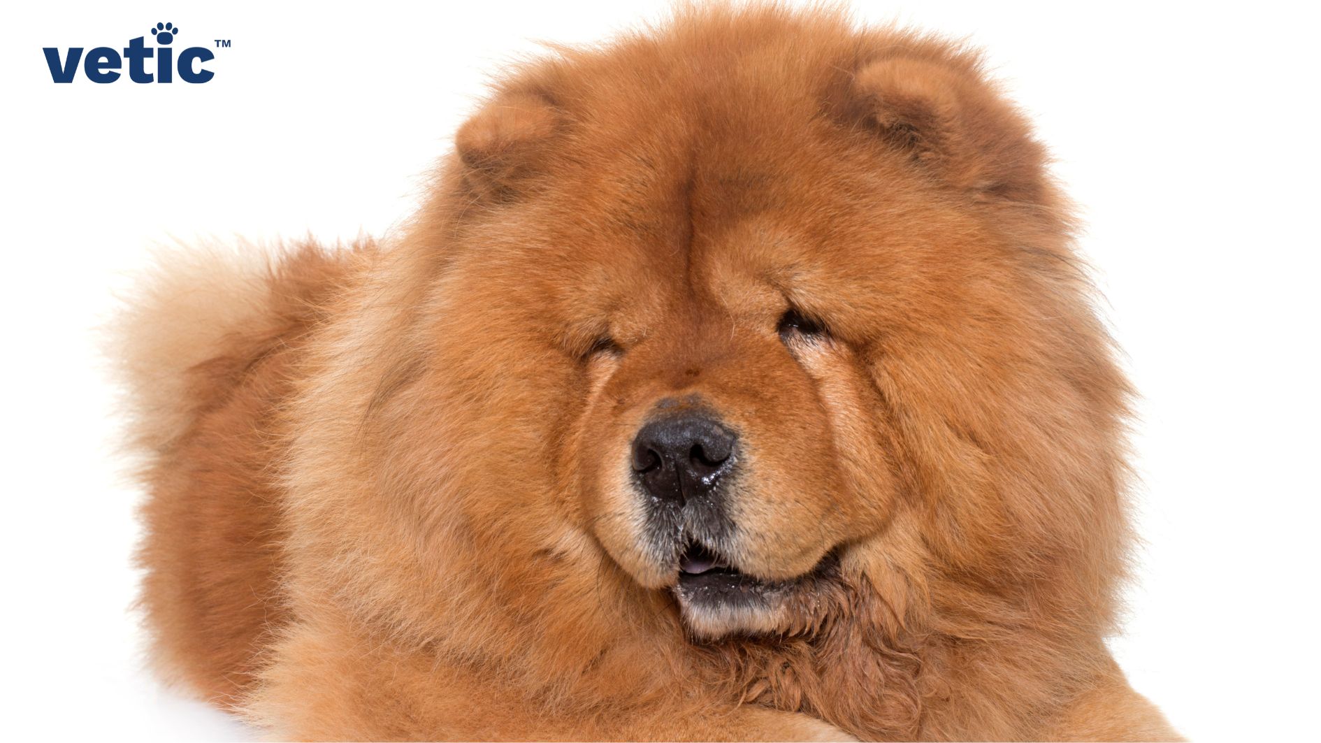 a Chow Chow puppy. sitting casually, but breathing through their mouth