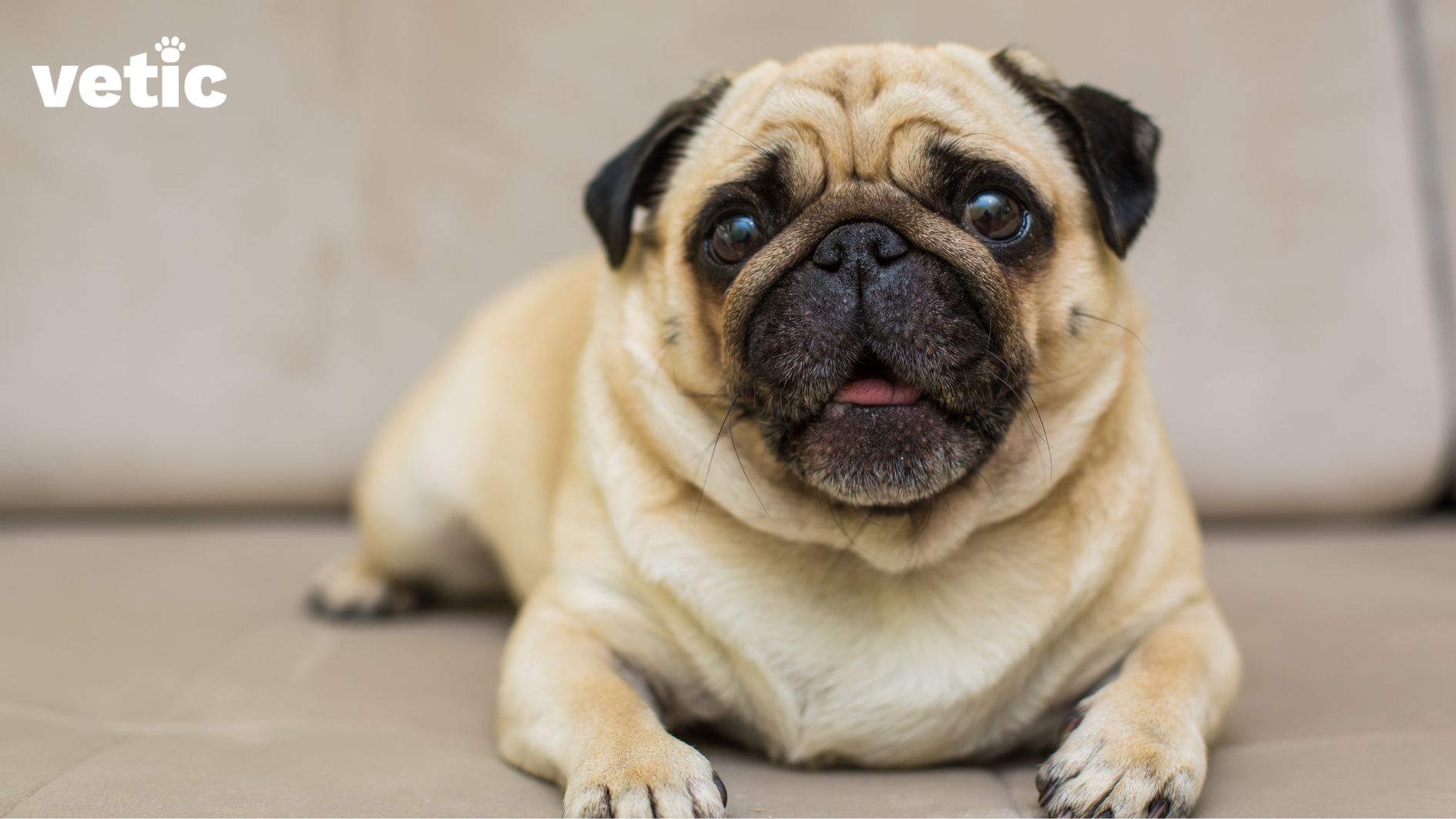 frontal vide of a pug breathing with his mouth open. flat-faced dog breeds often breathe with their mouths due to shortened and compressed nasal pathways
