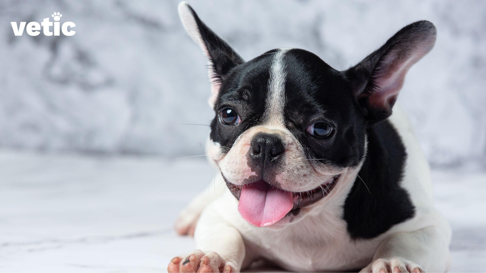 front closeup view of a French bulldog pup. It's a flat-faced dog that has severe health issues involving its teeth, breathing, eyes and ears.